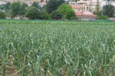 AJO MORADO