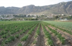 CALABAZAS Y PAPATAS