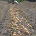 Producción