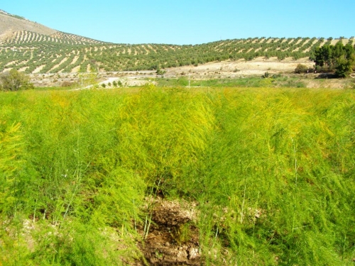Huertas Bajas, CB.