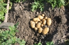 PATATAS