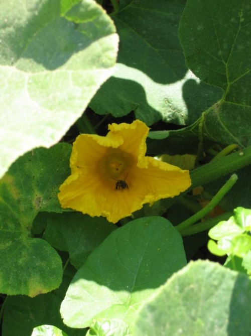 CALABAZA