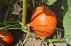 CALABAZA