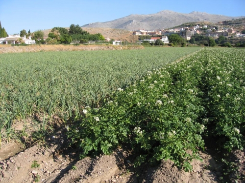PATATA