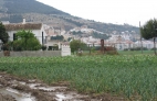 RIEGO TRADICIONAL DE LOS AJOS Y LA PATATA