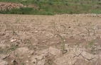 ESPARRAGO VERDE ECOLOGICO DAÑADO POR AGENTES CLIMATICOS