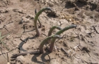 ESPARRAGO VERDE ECOLOGICO DAÑADO POR TORMENTAS