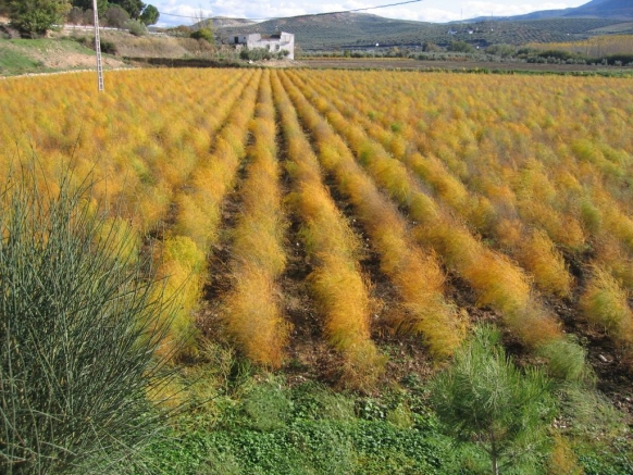 ESPARRAGUERAS EN OTOÑO