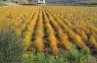 ESPARRAGUERAS EN OTOÑO