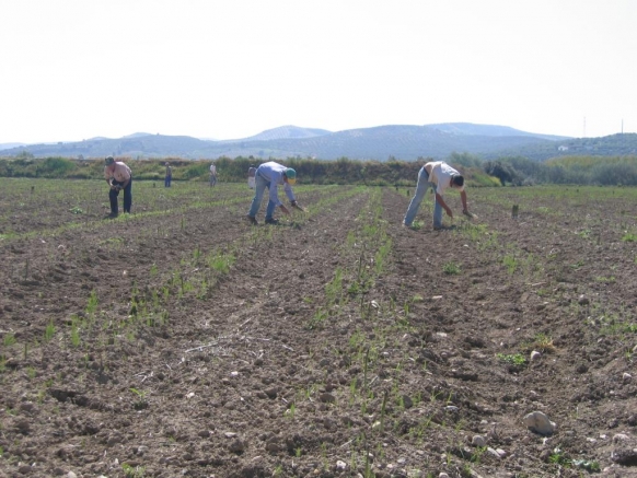CUADRILLA COSECHANDO EL ESPARRAGO VERDE ECOLOGICO