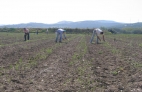 CUADRILLA COSECHANDO EL ESPARRAGO VERDE ECOLOGICO