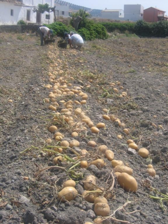 CUADRILLA COSECHANDO LA PATATA