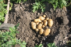 PATATA