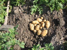 PATATA