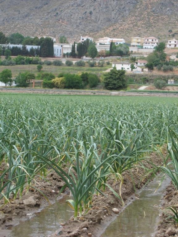RIEGO DE LOS AJOS