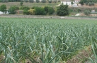 RIEGO DE LOS AJOS