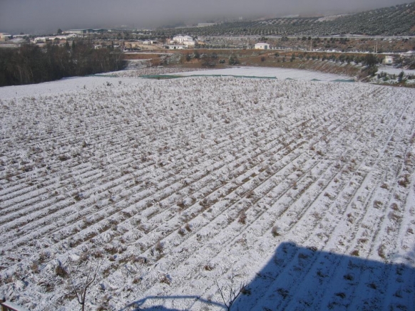 ESPARRAGOS BAJO LA NIEVE
