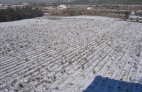 ESPARRAGOS BAJO LA NIEVE